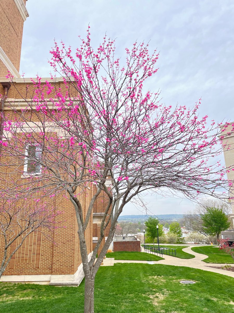 SPRING has SPRUNG, am I right? My favorite thing about Spring is the flowers that start to bud on trees. Especially on <a href="/wku/">Western Kentucky University</a> campus. Can't wait for the cherry blossoms to bloom real soon!! #SpringVibes #HappyGoodFriday #smmwku <a href="/k8nicewiczscott/">Kate Nicewicz Scott</a>