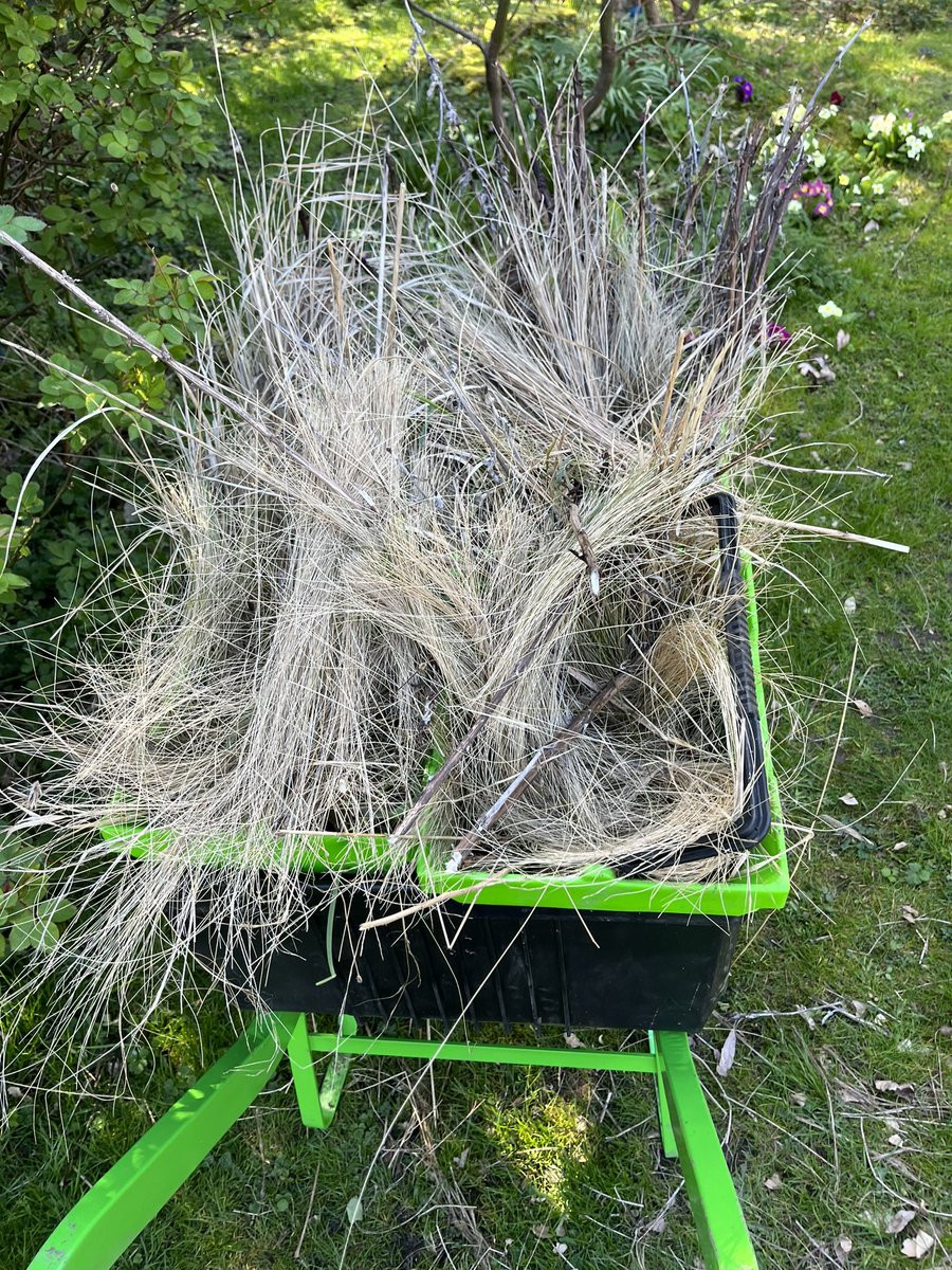 papaver's tweet photo. This afternoon’s main task has been giving the Prairie Borders their annual haircut #grasses #prairieplanting #mygarden #GardeningTwitter #gardening https://t.co/HsVKoAFWGU