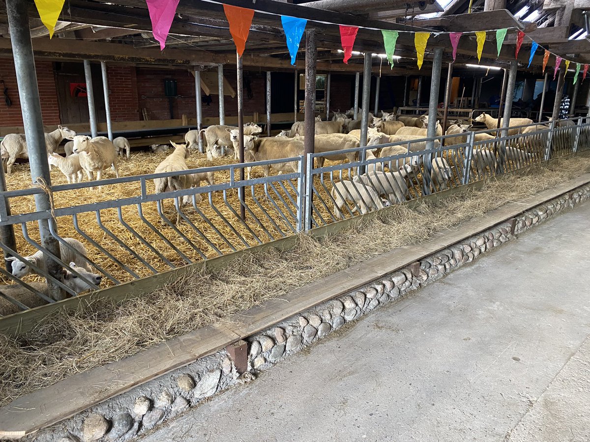 WbOnstaheerd's tweet photo. #Lammetjesdag! Wij zijn er klaar voor. Zaterdag 8 april van 10:00 tot 17:00. Wees welkom! Singelweg 2 te Sauwerd  @WbOnstaheerd https://t.co/e5K4U2A5Hk