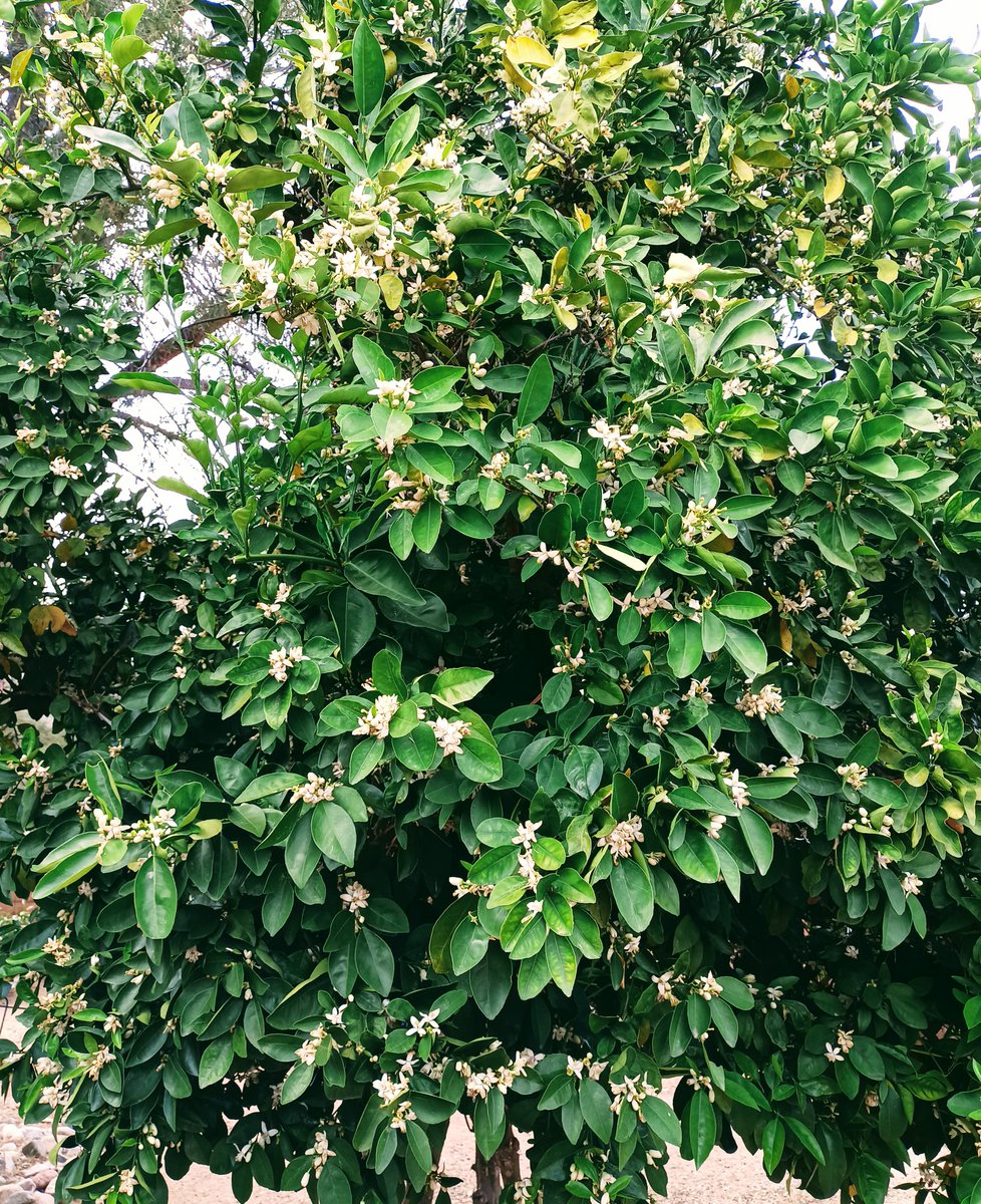 Lots of blooms on my Orange tree. Smells amazing. Bees love it too. Now #writing and enjoying this beautiful day. Elless Bock's #books. #Fun for all. #WritingCommunity #authors #kidsbooks #writers