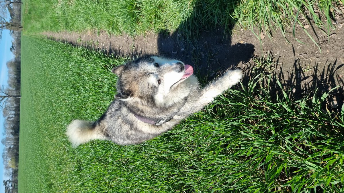 All shiny and clean after a bath #malamute #dakota #fluff #dogs