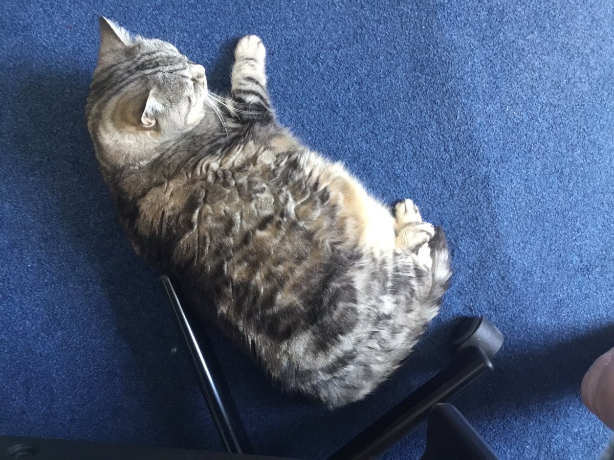 sash25's tweet photo. @Jojoholli @richardosman I have one that likes to trap me as well https://t.co/YHHc9tQTlV