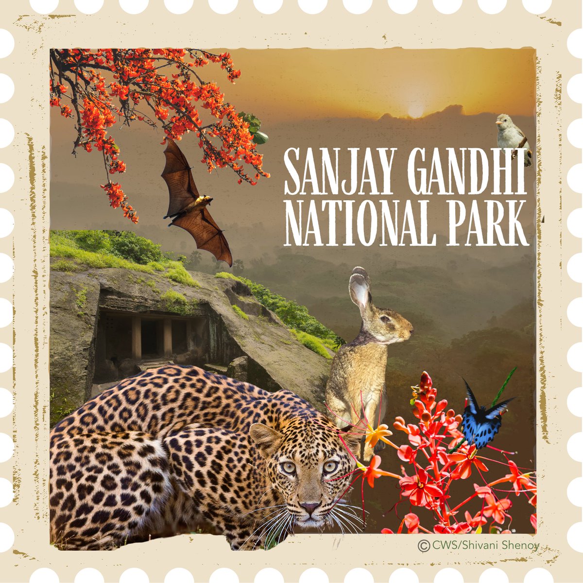 Sanjay Gandhi National Park, previously known as Krishnagiri National Park, was expanded in 1969 by acquiring adjoining reserve forest properties and was rededicated in 1981 in memory of Sanjay Gandhi. 

A thread 👇

#WondrousWesternGhats #sanjaygandhinationalpark #leopard #sgnp