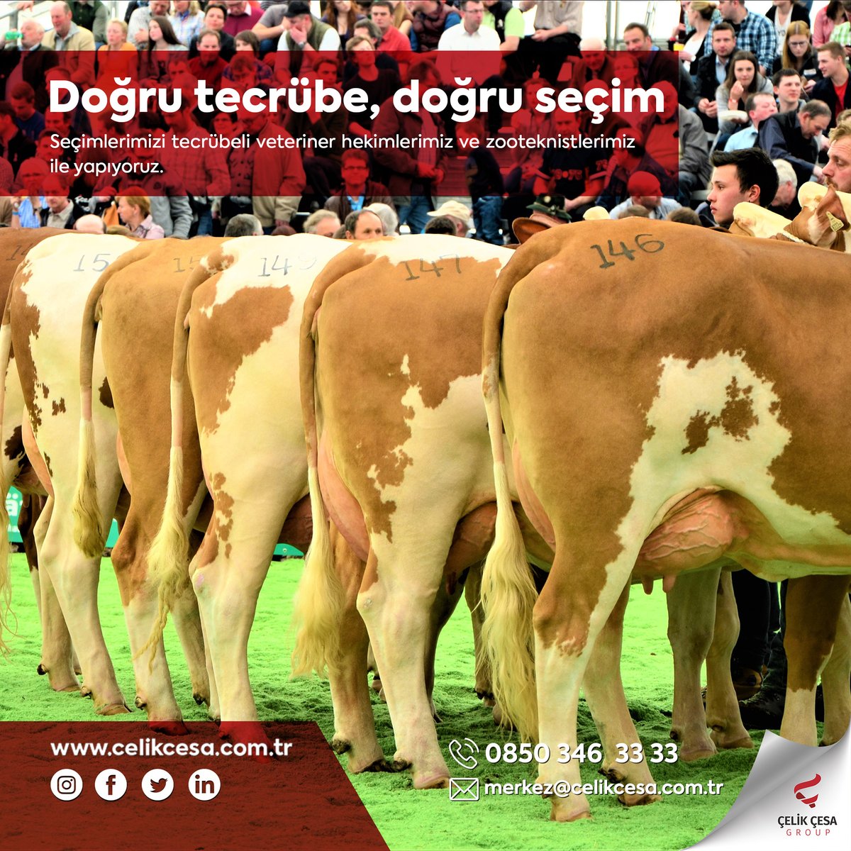celikcesagroup's tweet photo. Seçimlerimizi tecrübeli veteriner hekimlerimiz ve zooteknistlerimiz ile yapıyoruz.

#celikcesa #celikcesagroup
#celikcesaeurope #LSline #hayvanithalatı #livestock #canlıhayvantemini #yüksekverimlilik #genetik #kalite #husbandry #düve #büyükbaşhayvancılık #ithalhayvan https://t.co/6hHEeTirBJ