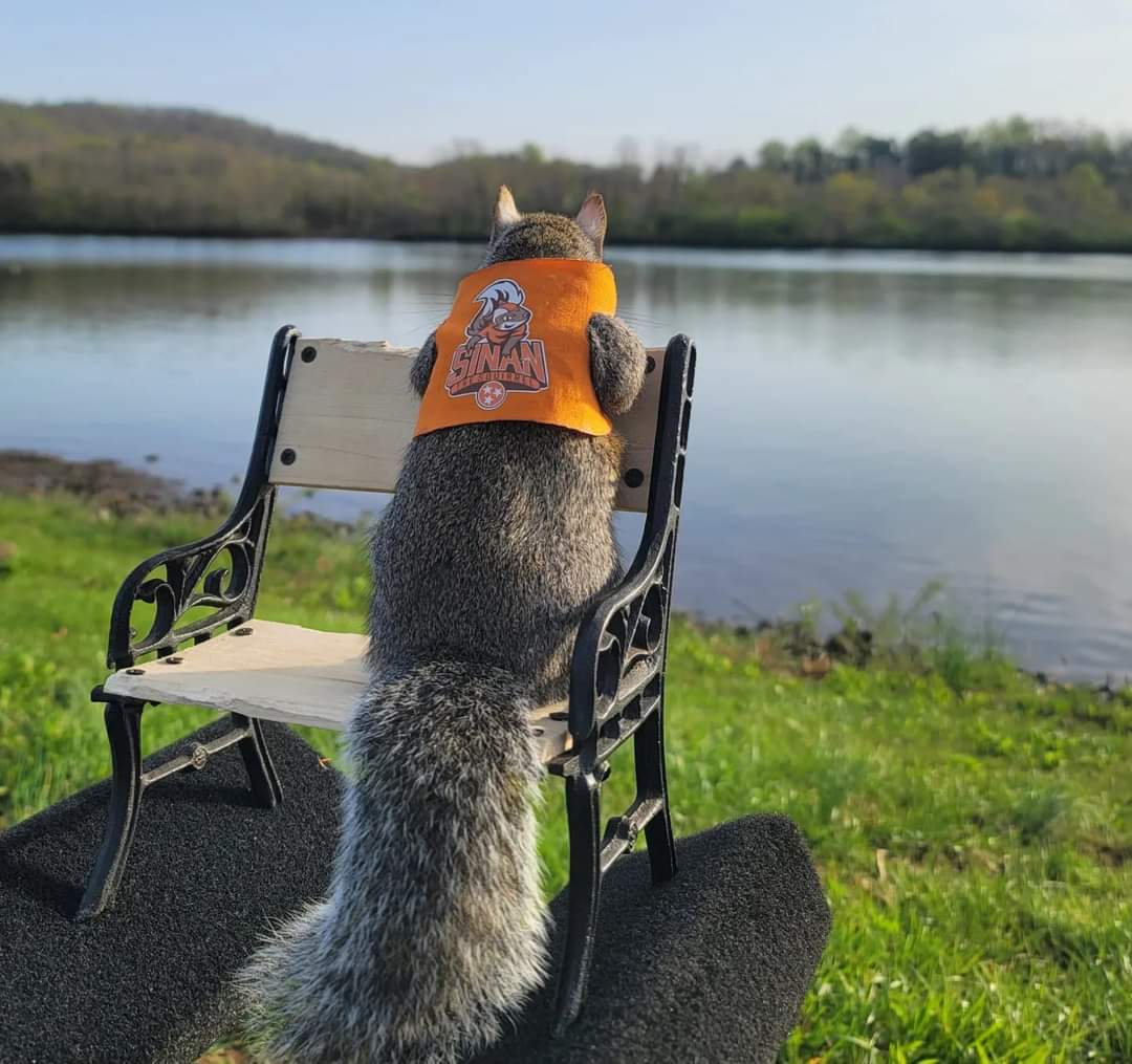 squirrellovers_'s tweet photo. Smart boy ๐ฟ๏ธ๐ฟ๏ธ๐ฟ๏ธ๐ฟ
#eviepoohpooh
#iloveyouforinfinity
#besties
#trendingaudio
#mondayvibes
#squishy
#floof
#floofy
#squishmallows
#fluffy_n_adorable
#squirrel
#squirrelsofinstagram
#squirrellove
#squirrelsofig
#fyp
#newyearnewspinachbin #hophophop #teamthumbelina https://t.co/XceWFSWdNc