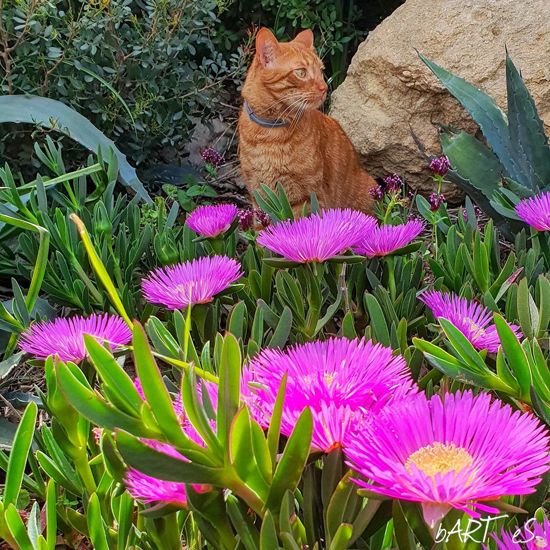 bartslaby's tweet photo. The Easter Recipe: Cat in flowers!  🧑‍🍳 😂

#Easter #RecipeOfTheDay #NFTCommunity #nftphotography #nftart #cats #猫 #flowers #succulents #blossom #barteseth https://t.co/mshWKvo3zt
