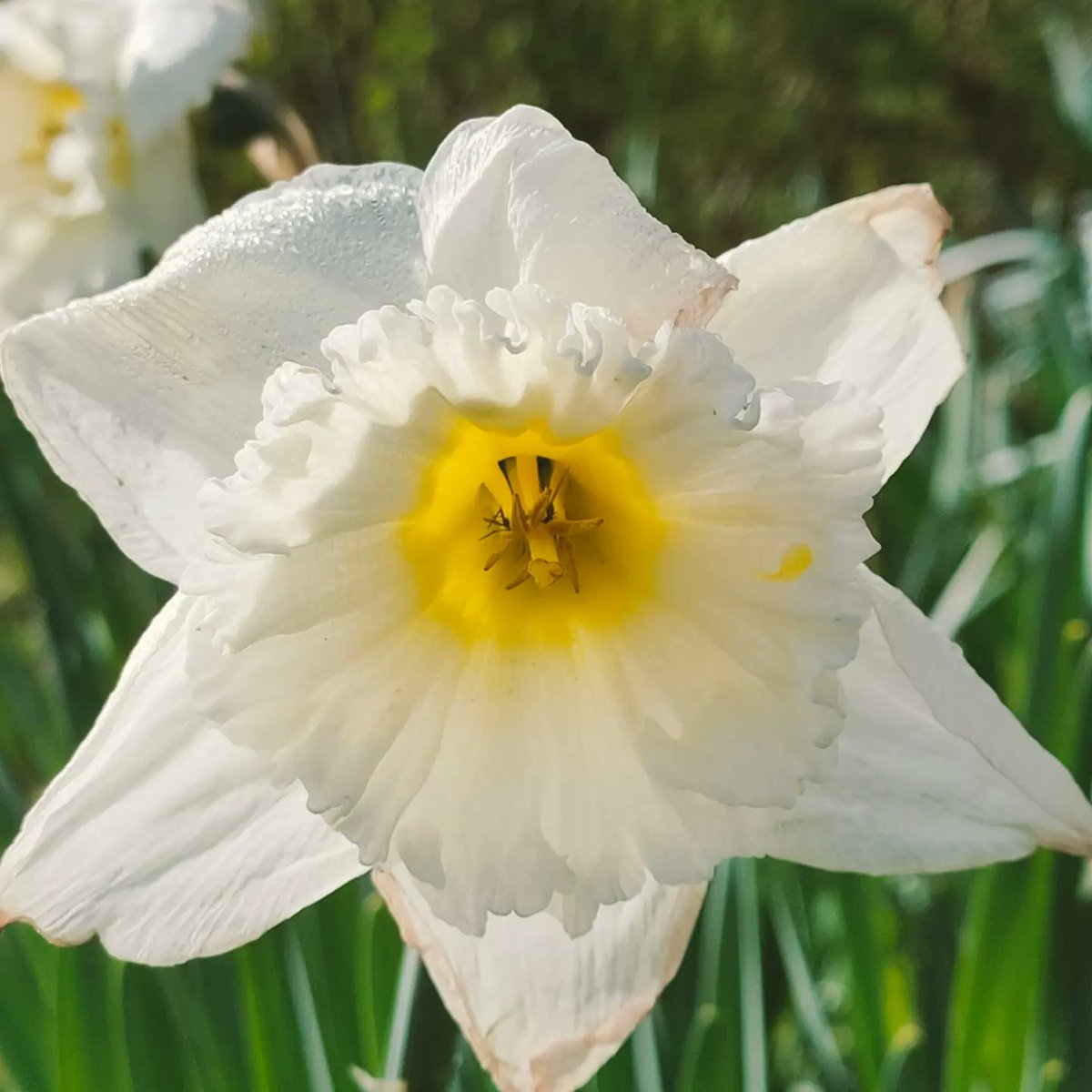 Easter Daffodils at Portumna Castle's Walled Kitchen Garden

<a href="/opwireland/">Office of Public Works</a>
<a href="/HeritageIreOPW/">Heritage Ireland</a>
<a href="/discoverlderg/">Discover Lough Derg</a>
<a href="/HeartlandsIRL/">Ireland's Hidden Heartlands</a>

#daffodils #daffodil #portumnacastle #opw #heritageireland #walledgarden #kitchengarden #easter #easter2023 #easterweekend