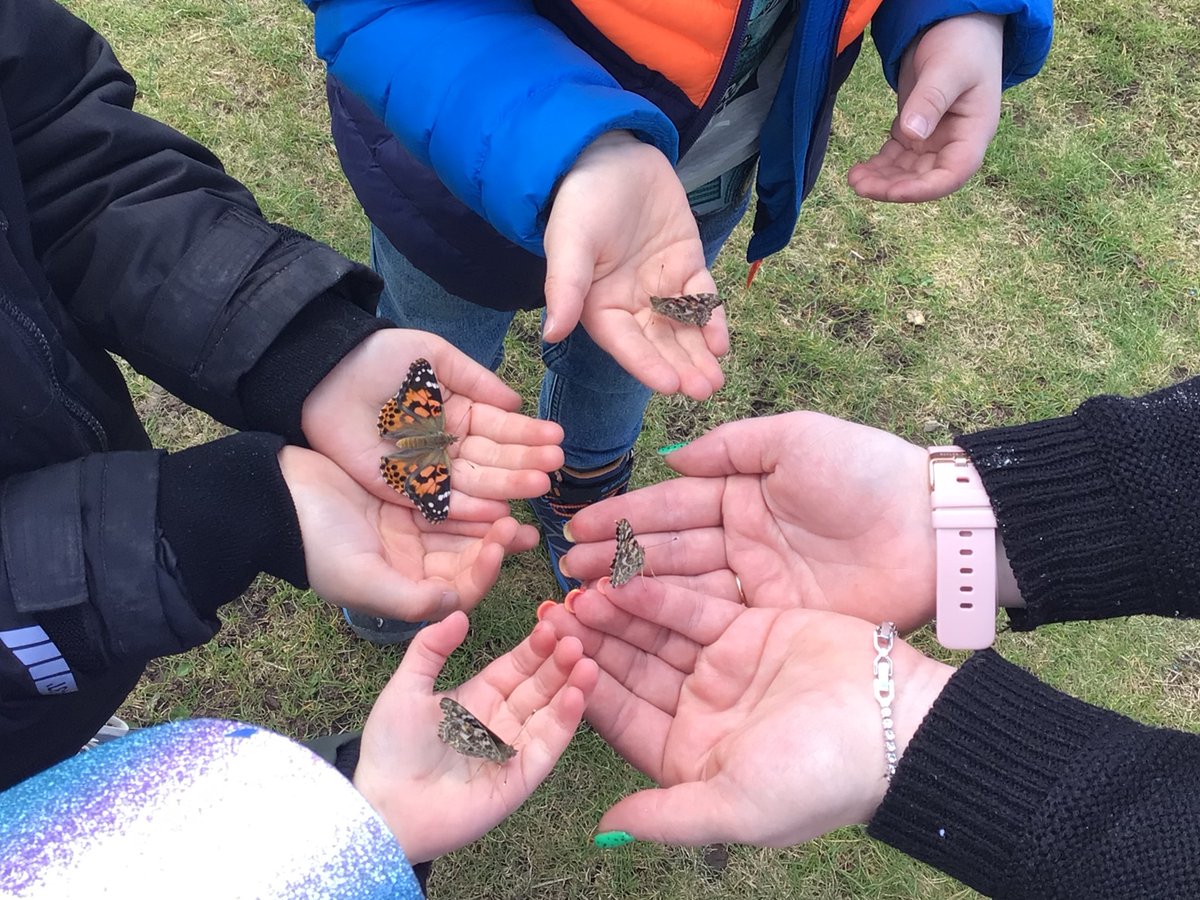 ElccForfar's tweet photo. The children have been caring for caterpillars in the nursery over the last few weeks and successfully released 8 beautiful butterflies into the garden this morning. We have a further 5 cocoons waiting to hatch. 🤞🐛🦋 https://t.co/LP3YOp5ck4