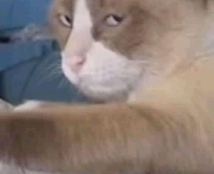Apa?!