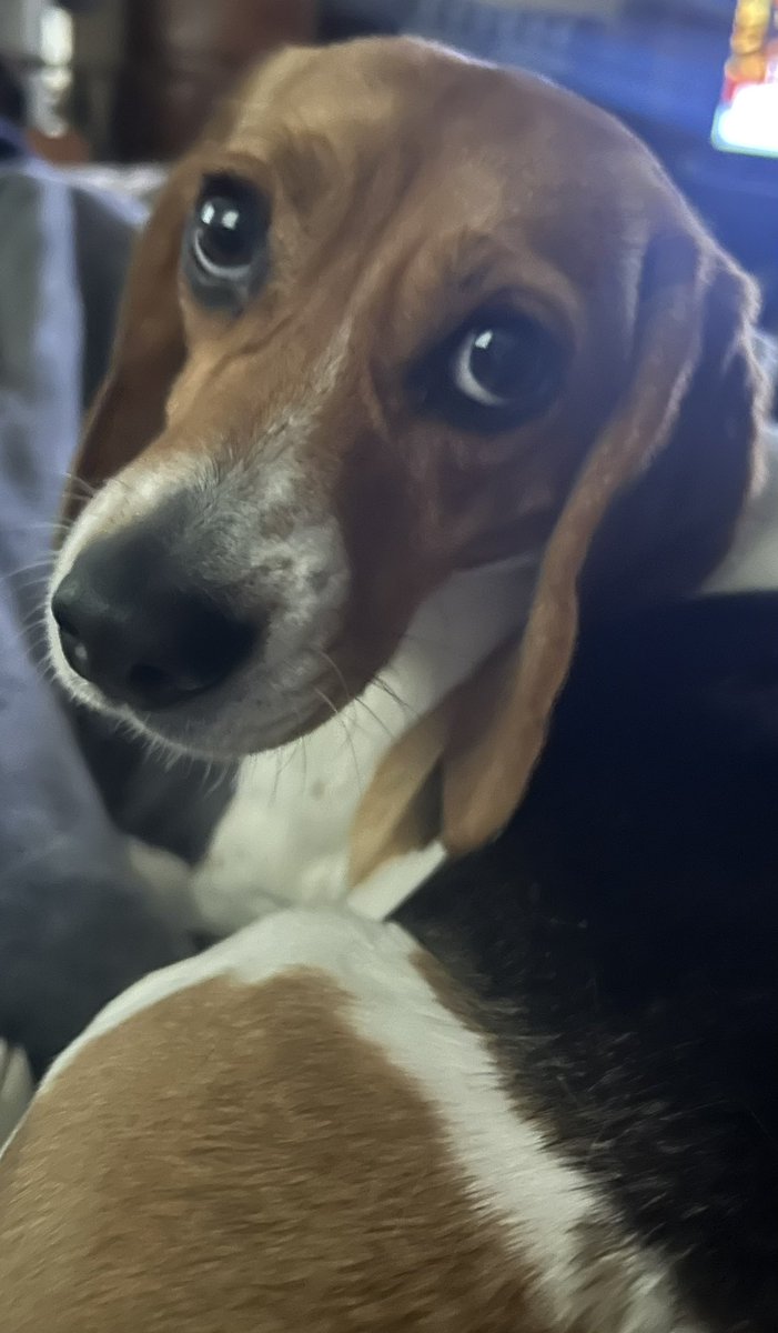 Happy Friday from Piper!
Have a great weekend. 
#StopTestingOnAnimals #UseCrueltyFreeProducts #BeagleFreedomProject