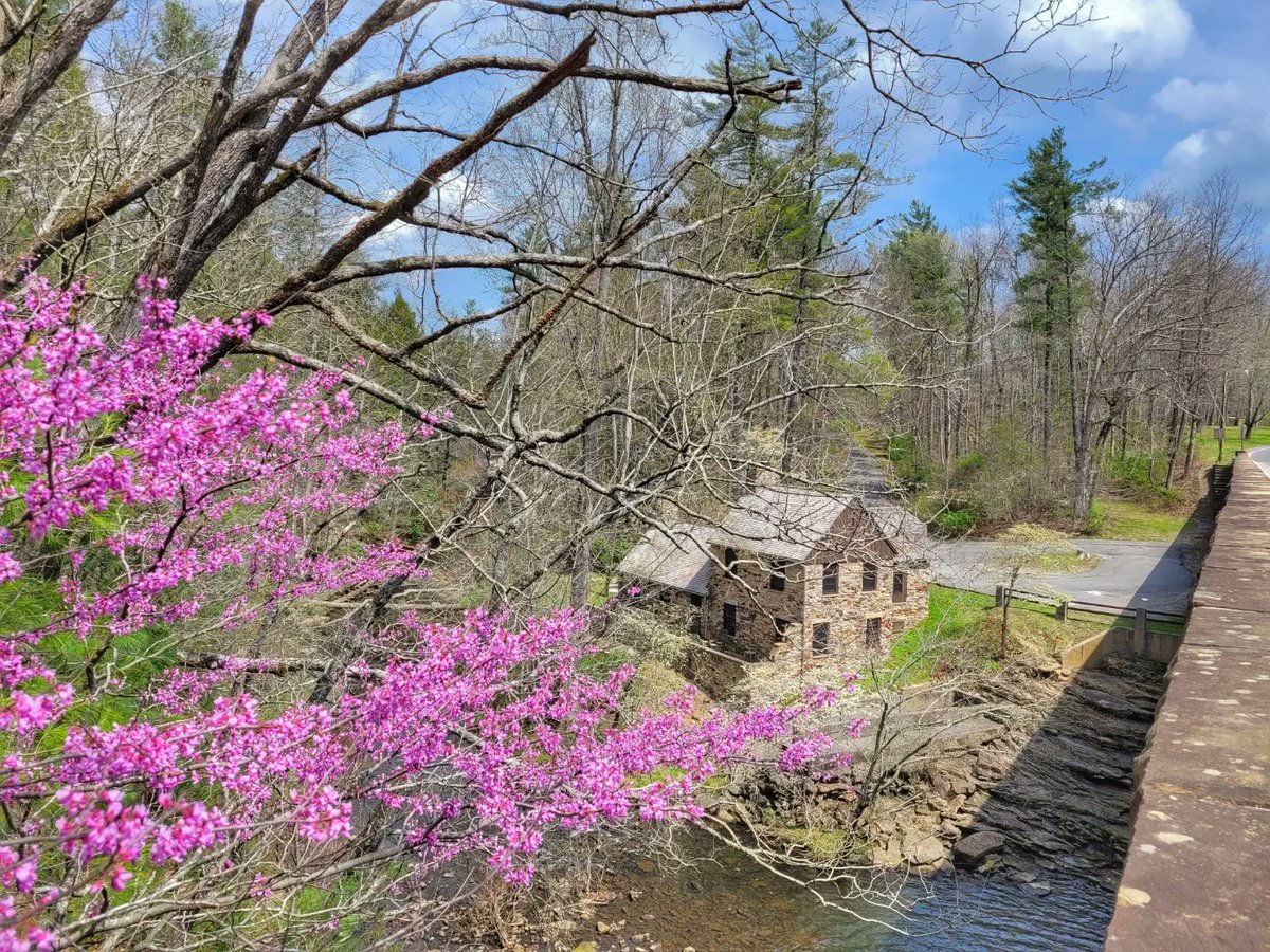 AlisonPryorWx's tweet photo. Beautiful scenes from Cumberland Mountain State Park by Denise McMillan. Now that is picturesque!! #spring #TNparks #stateparks #flowers #TNwx https://t.co/RS3ioNiHM3