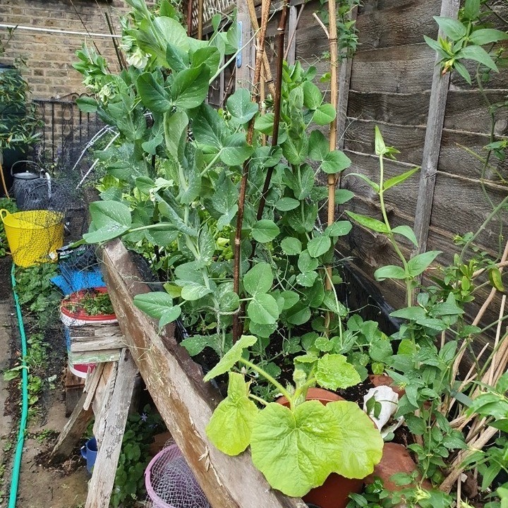 Seeking creative and unusual ideas for recycled containers…
Here’s a fine example from Carol Wyss - a canoe trug!