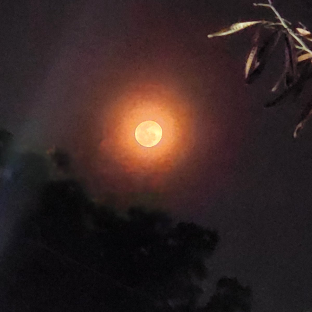 steelsheen's tweet photo. the moon is incredible tonight π»ππ΅π #PinkMoon #PinkMoon2023 #PinkMoonPH
(taken with Samsung S22 Ultra) https://t.co/0sMDrqWUON