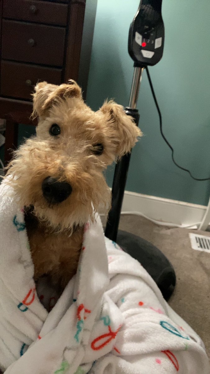 SheldonTheWelsh's tweet photo. Waiting for Mom to tell me why she woke up me up at this ungodly hour. I’ll wait. #fridaymorning #dog #dogtwitter #DogsofTwittter #sleepy #goodmorning https://t.co/zBEPoGC0h2
