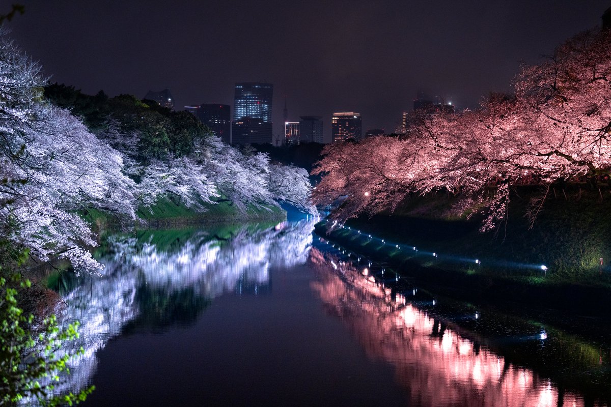 TakuyaAkahoshi's tweet photo. The Mirrored World of Cherry Blossoms in Tokyo
東京に眠る桜の鏡面世界 https://t.co/r9O83gzBmh