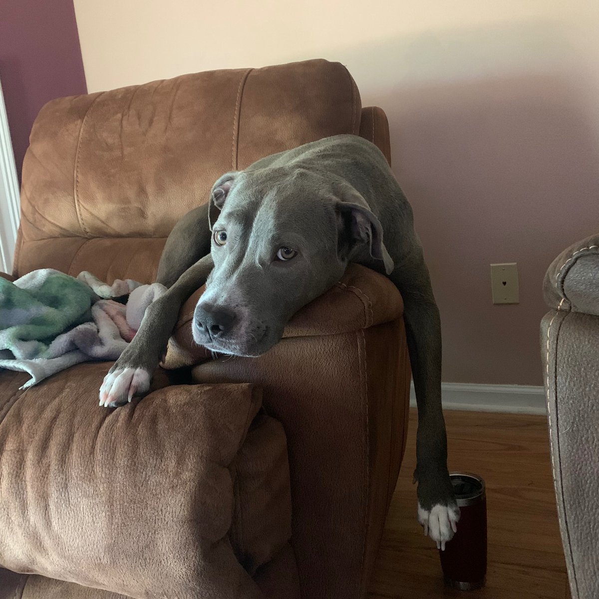 Lounging’ ❤️🐶🐾
#dogs #dogsoftwitter #DogsOnTwitter #CatsOfTwitter #woof #bark #dogsarefamily #pets #petslovers #doglovers