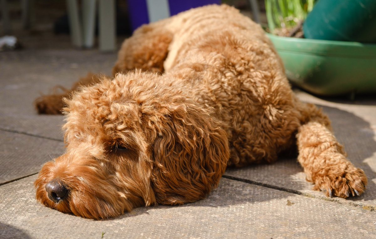 CockapooDaisy's tweet image. Today, I’m planning on lying in the sun.