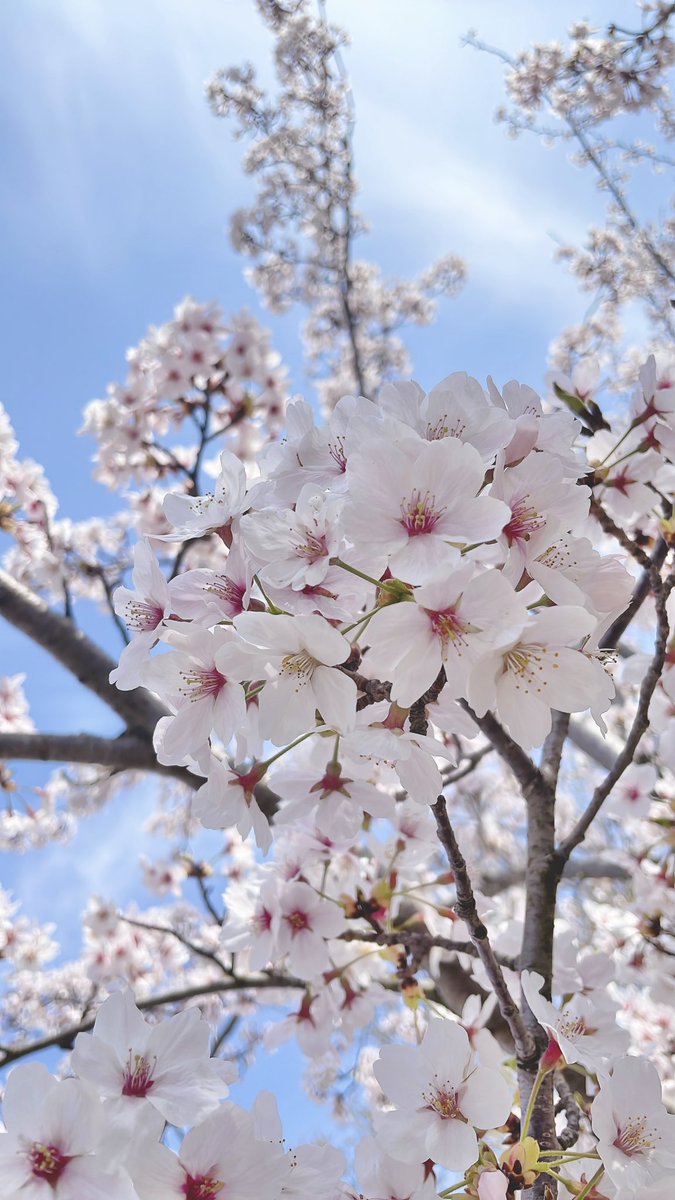 MyrysyM's tweet photo. 今年みた色んな桜🐻🌸🌸 https://t.co/p40wbk4Ms7