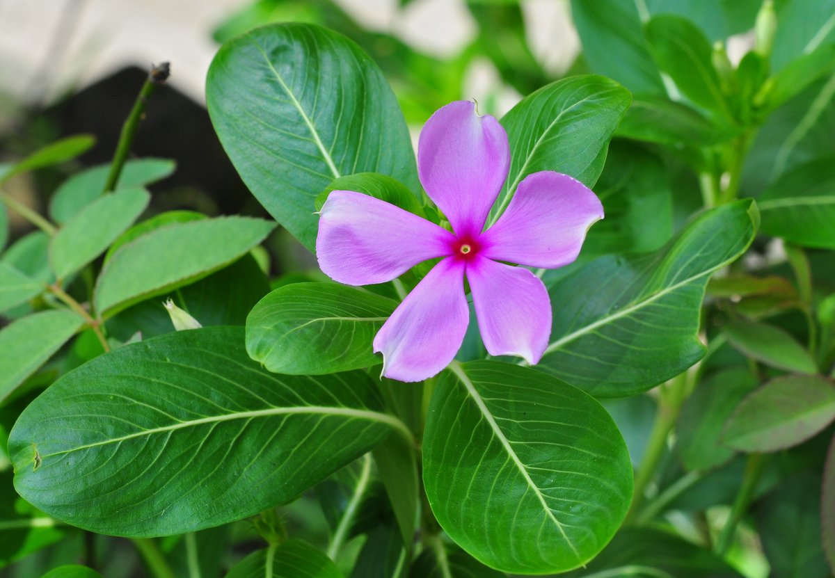 Around 50,000 plant species have medicinal value, many growing in forests. Forest-derived medicines treat a wide array of ailments & pharma meds, like cancer treatments from Madagascar periwinkle & malaria drug quinine from cinchona trees, come from forests. #ForestMedicine