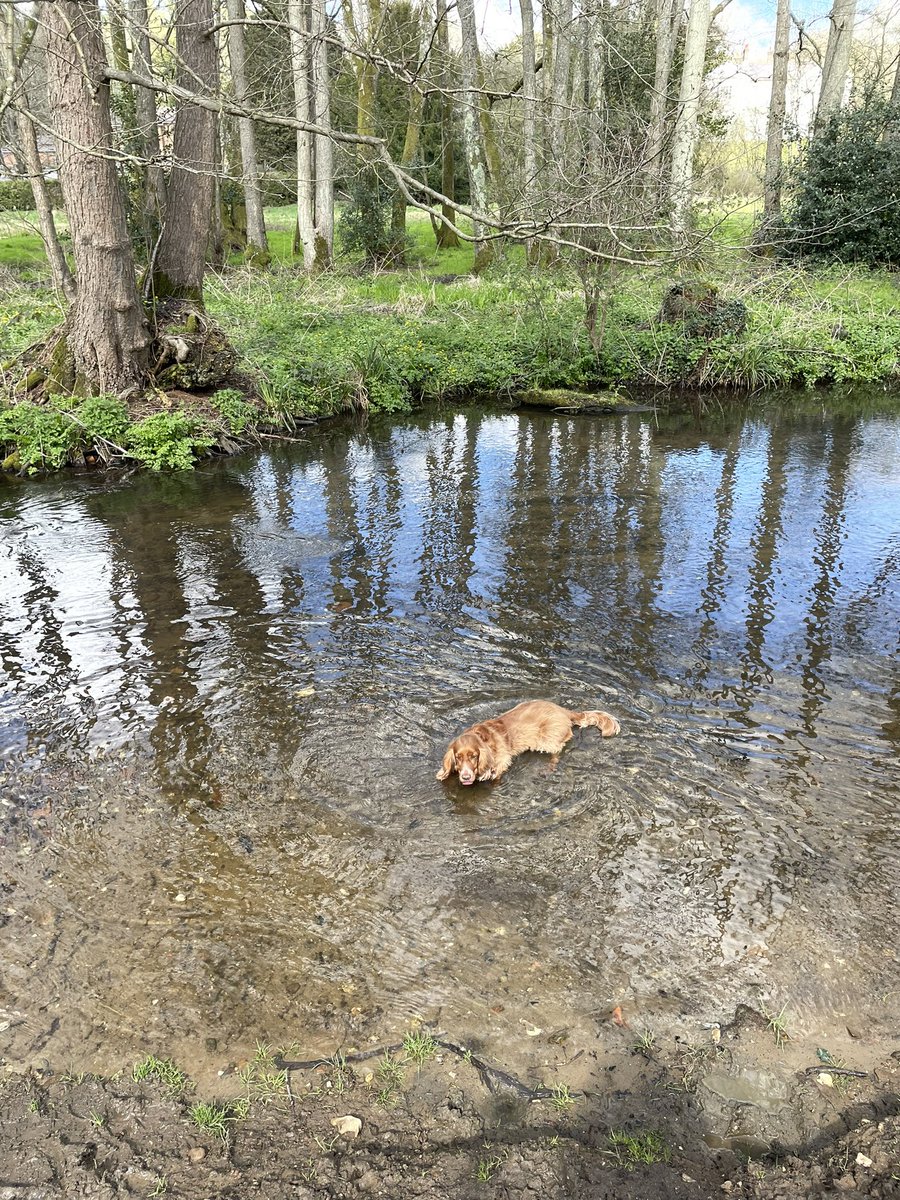 springer_girl77's tweet image. A short walk in the beautiful Surrey Hills. @SurreyHillsAONB @surreylive @Above_Surrey #nature #springwalks #surrey