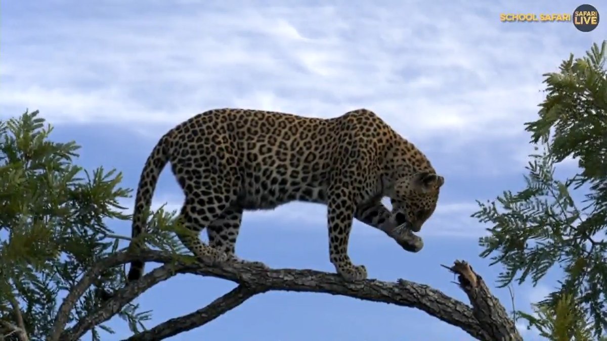 Chemelmar's tweet image. Hi Safarians &amp;amp; #wildearth teams :)
Remembering #Thandi this #FelineFriday  ♥