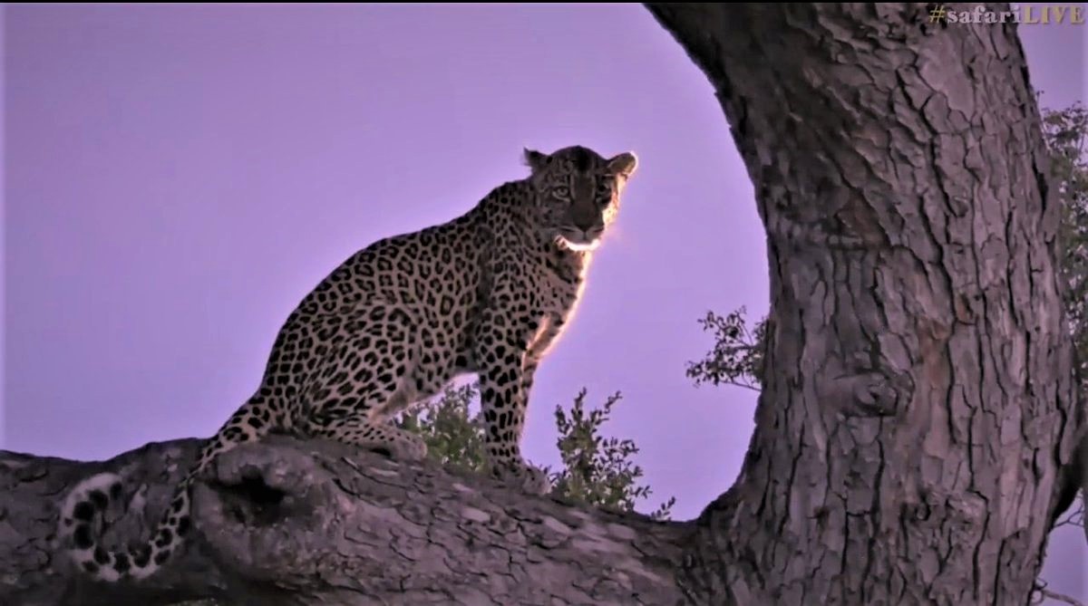 Chemelmar's tweet image. Hi Safarians &amp;amp; #wildearth teams :)
Remembering #Thandi this #FelineFriday  ♥