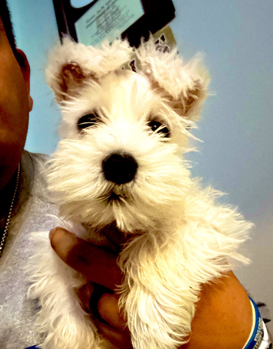 MLuna259's tweet photo. Little Guy is Growing so Fast! #Mickey #MightyMick https://t.co/v2RSNXf3UC