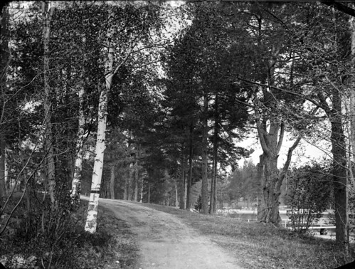 Väinölänniemi, puistotie. 1893-1910, Kuopio, Väinölänniemi. (Kuopion kulttuurihistoriallinen museo)