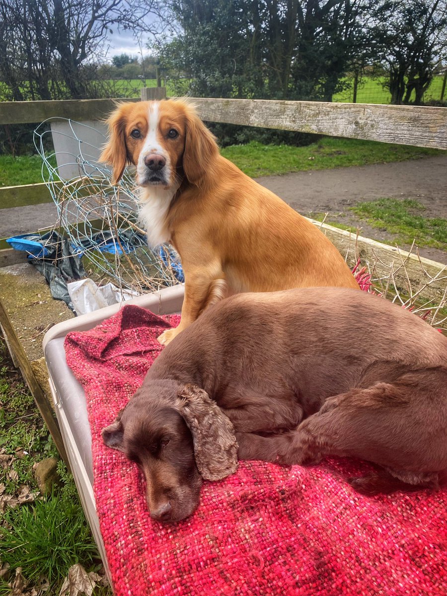 A walk on the beach then helping at the allotment. Busy  day! #FridayFeeling #GoodFriday2023