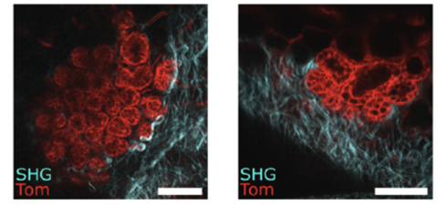 IdylleLabs's tweet photo. A silicon window for mouse intravital imaging
👏 Published by Guillaume Jacquemin and al. and shared by Helene Vitet on the Idylle blog🙏
https://t.co/E9TRZKSe6r
#IntravitalMicroscopy #Polydimethylsiloxane #PDMS #InternalTissues #SutureFree #TissueGrowth #DynamicBodyLocations https://t.co/kbRNgwwMGZ