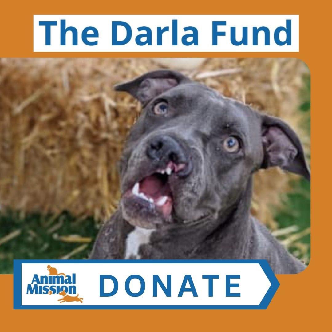 Animal Mission tweet media