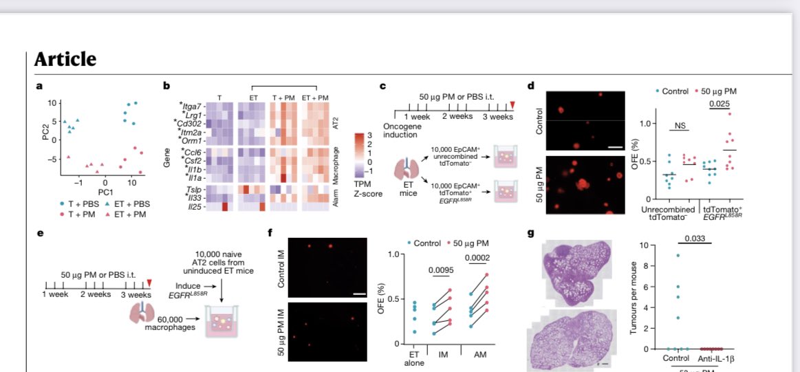 Important!  How #AirPollution ➡️ #LungCancer - PM2.5 promote inflammation in lung microenvironments, permitting expansion of mutated clones. 
Read paper nature.com/articles/s4158… and super thread 👇🏼
Kudos authors Will, Lim, Swanton &amp; team! 
#CleanAir #PollutionKills