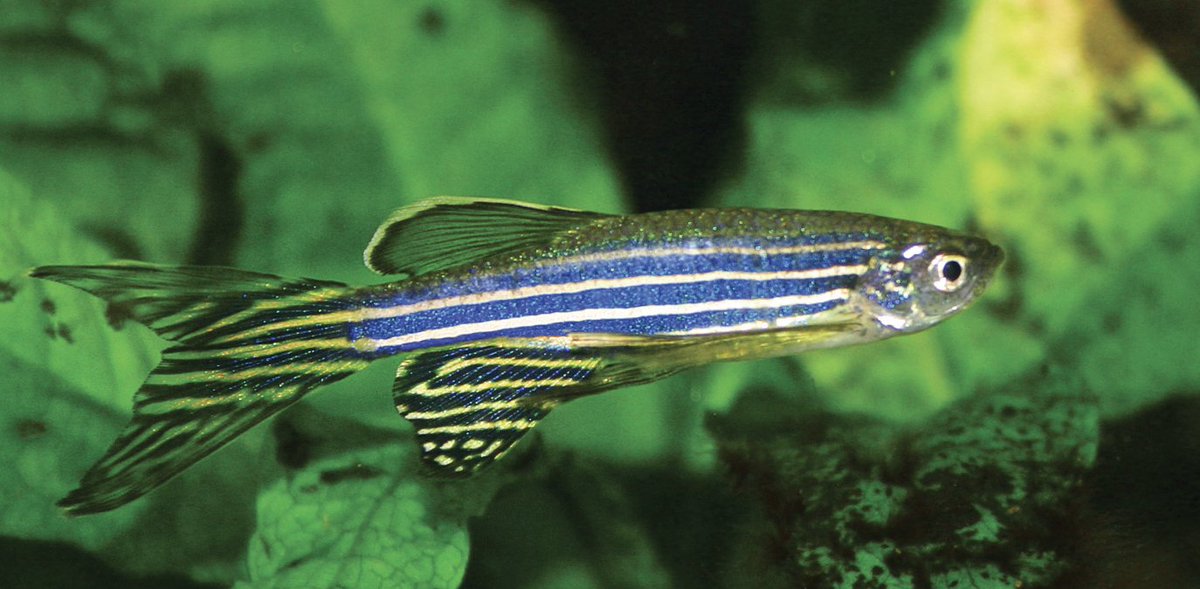 If you thought empathy is a mammalian trait, think again.. 

Zebrafish also demonstrate empathy.

A study done by Ibukun Akinrinade et al  have found that zebrafish can sense and share each other's fear.

The researchers suggest that empathetic impulses may go as far back as 450