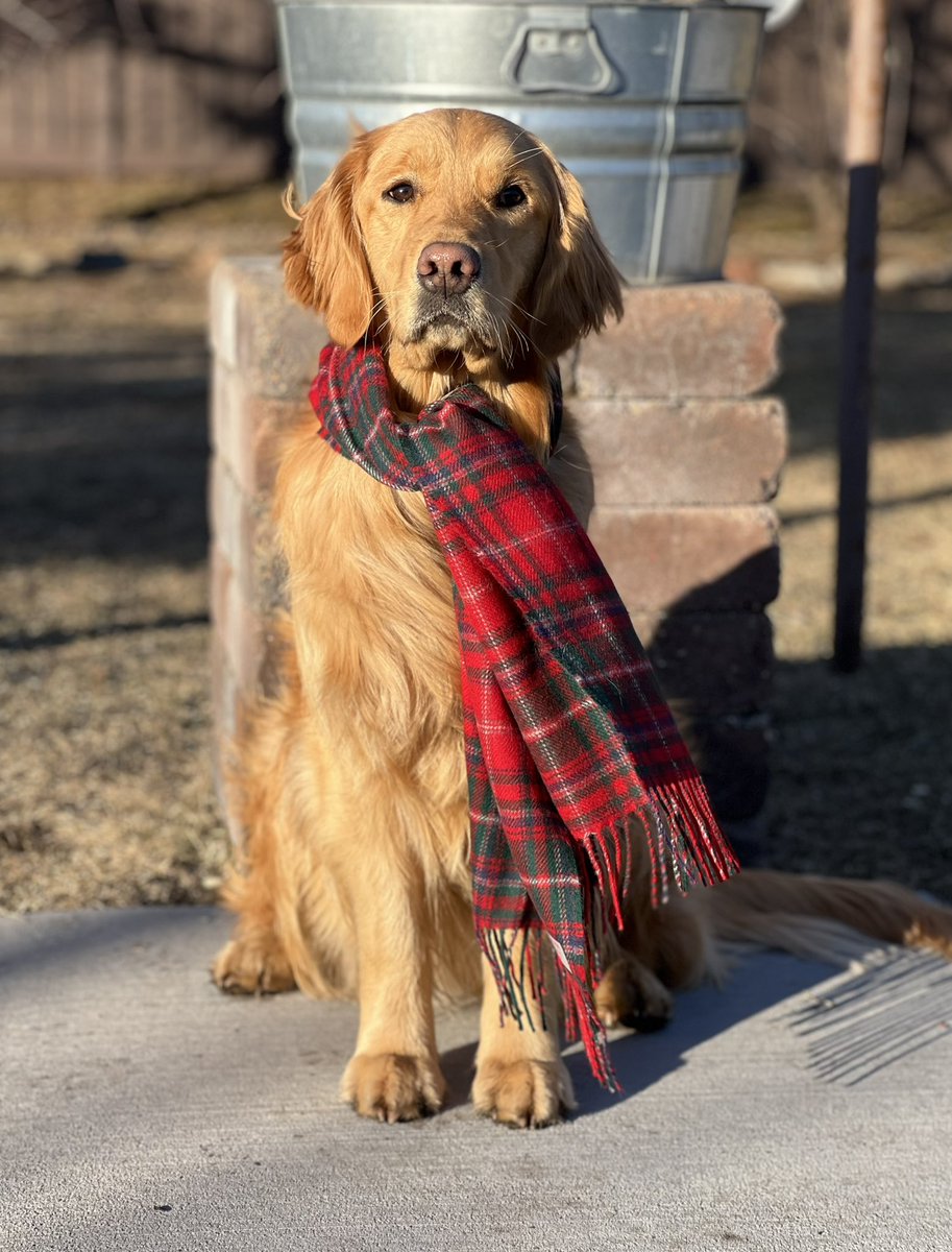 Yesterday was #NationalTartanDay! I just had to show you a photo of our family tartan! Love, Idgie MacThreadgoode 😉
