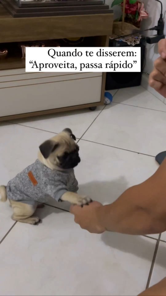 pugloverpublic's tweet photo. Aproveite cada momento ao lado do seu AUMIGO ❤️

#pug #puglover https://t.co/bQ6bgDt4wK