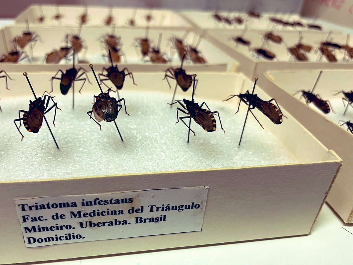 Triatoma infestans has been eradicated from many regions of South America but still a well known vector #Chagas in certain regions of Brazil, Bolivia and Argentina. One week until #WorldChagasDay Join me as we fight #NTDs and tackle #Chagas @UFMedicine @UF_EPI @CoalicionChagas