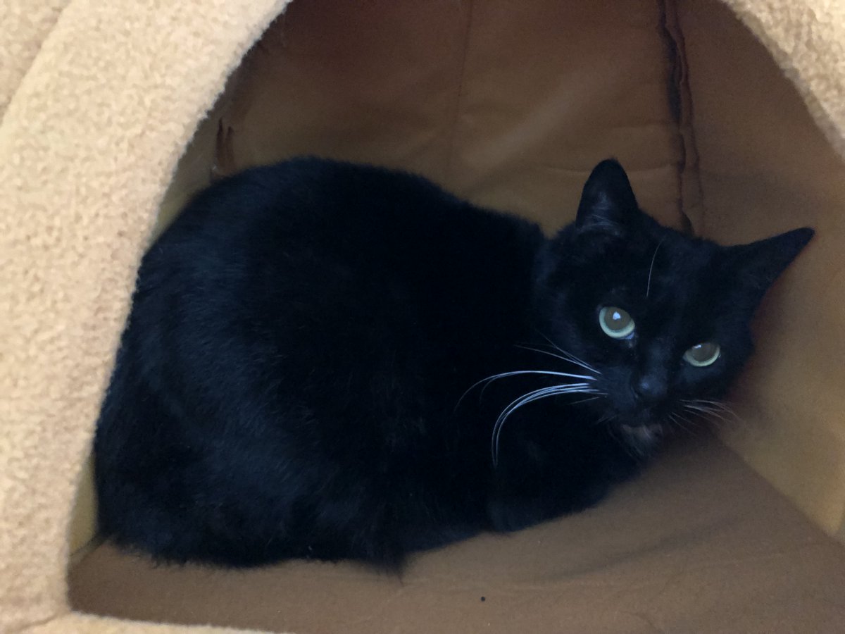 Not to be outdone, Torino and OldBoy of <a href="/mogs_at_28/">The mogs at No. 28</a> also donated lovely gifts this week. Lovely Lola has just arrived in foster care and needs the security this donated igloo can give her while adjusting to life in foster care 😻