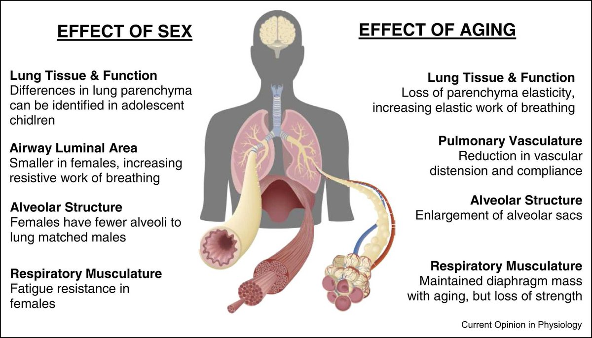 The respiratory physiology of exercise: age and sex considerations
sciencedirect.com/science/articl…