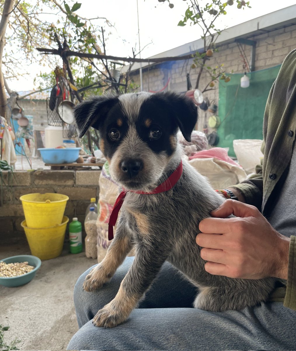 My second favourite puppy in the world. She got into so much trouble while we were visiting in Oaxaca. At one point she was even called el diablo, truely a menacing face 😂