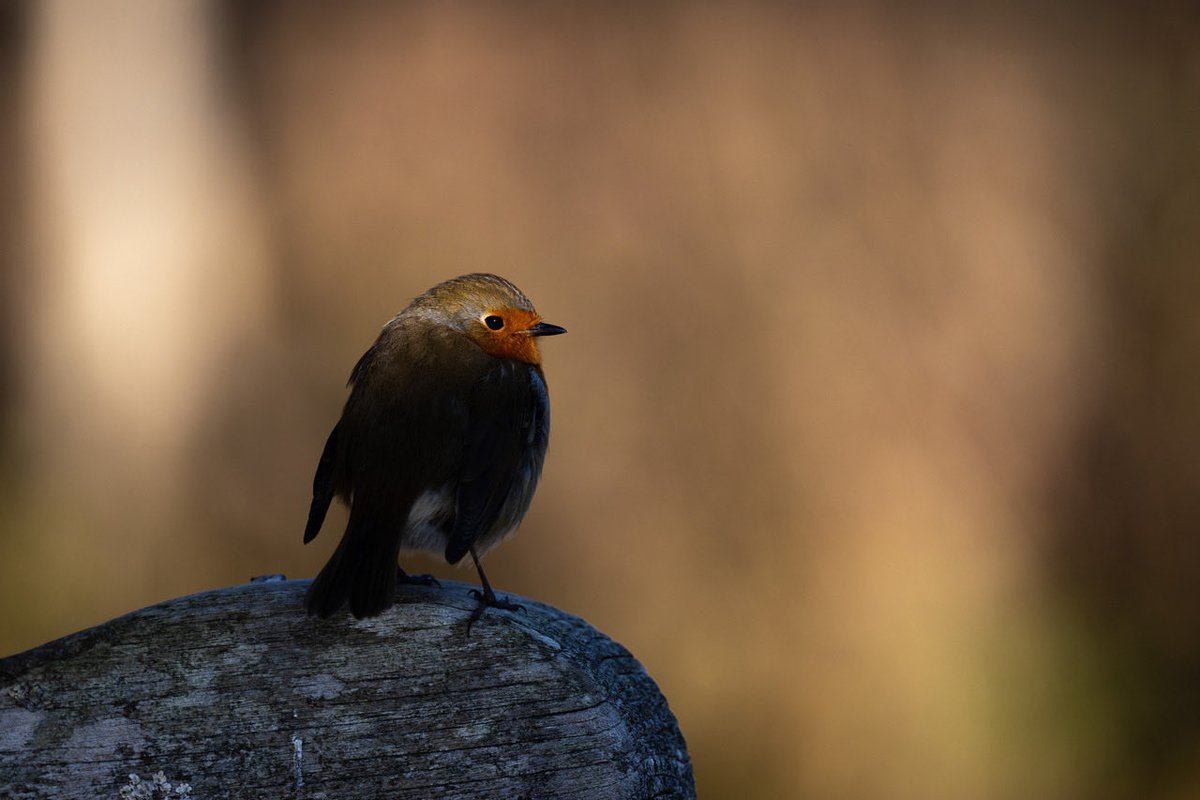 chrisprince22's tweet photo. Robin catching s bit of sunlight https://t.co/pdCwLj0FvX