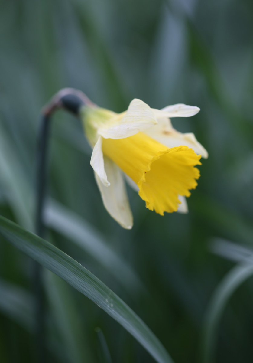 Spring 💚☀️🌧️ on the Denso Marston Nature Reserve @densoeurope #FlowersMakePeopleHappy