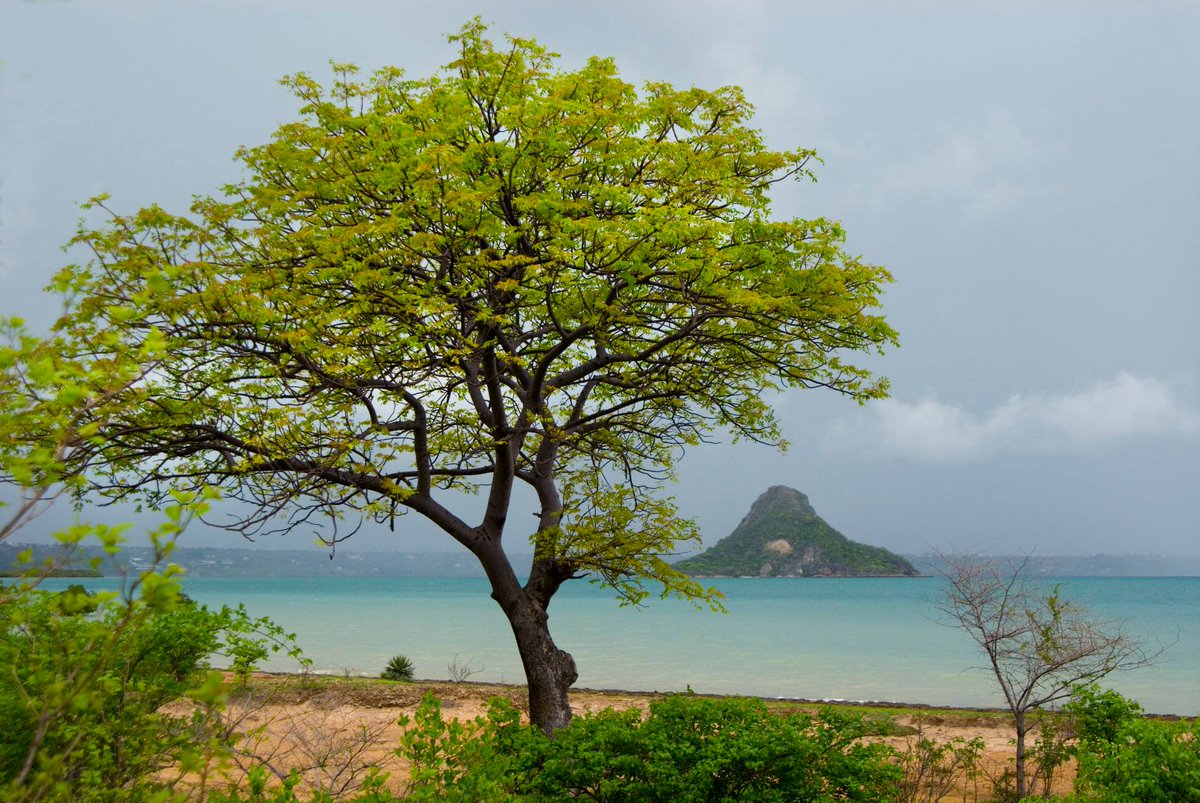 Nosy Lonjo
👍A source of incredible natural wealth, especially for its mangroves and baobabs, not to mention its diverse fauna, including bats.
👉 See mada-books.com/diego-suarez/
#diegosuarez #island #mangrove #baobab #wildlife #landscape