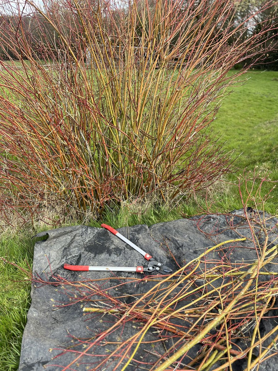 It’s s very #GoodFriday to see today these ornamental shrubs doing their business after a judicious pruning at the right time of year. 

Japanese quince (chaenomeles), forthsyia and camellia. 

A #cornus sibirica gets a timely Spring cut back to encourage new red shoots.