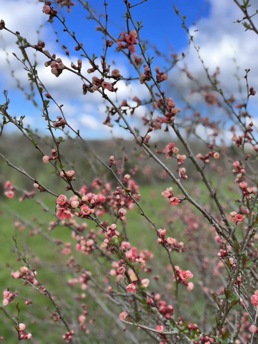 InspiredByKate's tweet photo. It’s s very #GoodFriday to see today these ornamental shrubs doing their business after a judicious pruning at the right time of year. 

Japanese quince (chaenomeles), forthsyia and camellia. 

A #cornus sibirica gets a timely Spring cut back to encourage new red shoots. https://t.co/emPe9tSfQ7