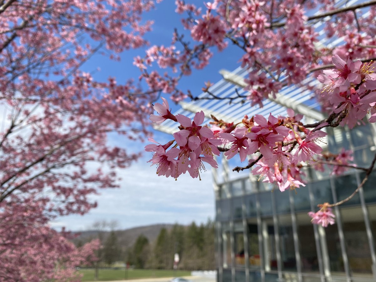 We love spring at #RCNJ! 🌸💐