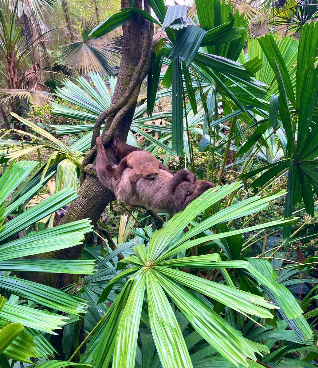 web_kaori's tweet photo. Sloth🍃
動物園でナマケモノの親子に会ったよ。
のんびりリラックス中のママと赤ちゃんに癒された🥺💕
#zoo #webデザイナー #フリーランス https://t.co/e7FB1fmgQx