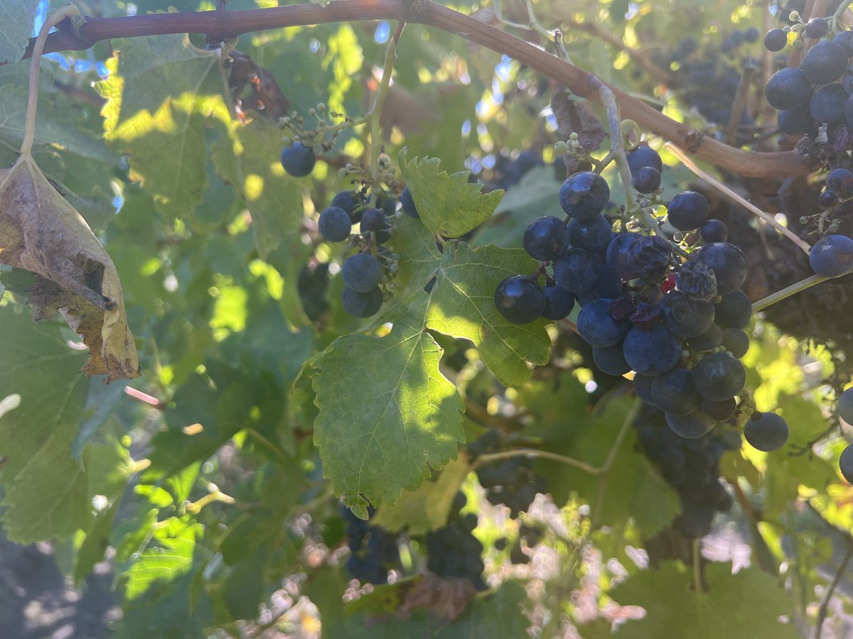 It’s pretty exciting to see a biological keep out powdery  mildew AND Botrytis so close to harvest. Lucky for those who saw our pipeline Taegro biofungicide at Syngenta Learning Centre - seeing IS believing! ⁦Taegro vs untreated <a href="/SyngentaANZ/">Syngenta ANZ</a>⁩