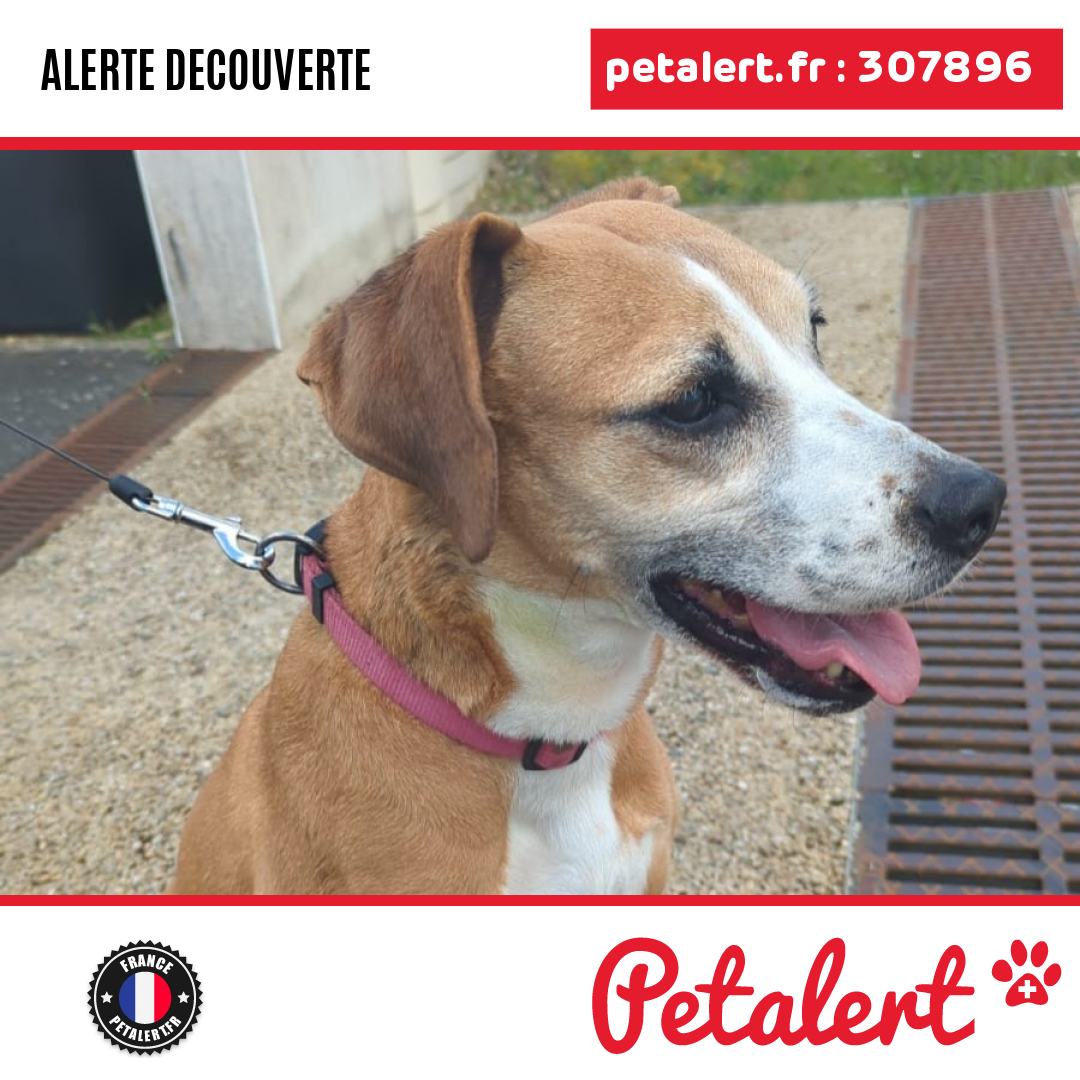 petalert_france's tweet photo. Trouvé #Chien #Cher #Bourges #Petalert  #PetAlert18 / https://t.co/rAXnlujuLV https://t.co/fDVeFLIbjF