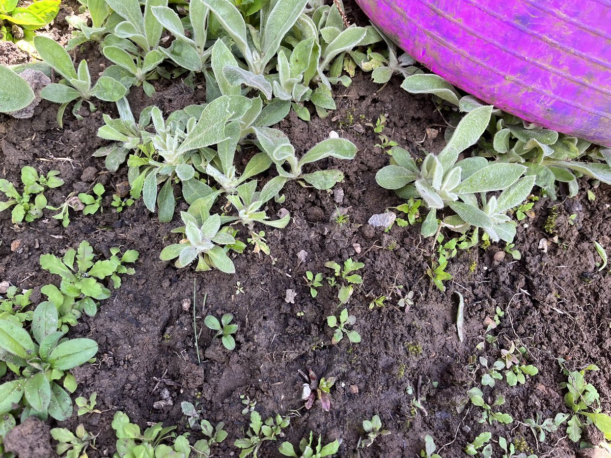 InspiredByKate's tweet photo. New to the arsenal of garden weaponry , an asparagus knife. Works wonders banishing deep rooted weeds like dandelion, creeping buttercup and other foes. 

Mindful though not to despatch these self sown seedlings, lychnis, forget-me-not, poppies and honesty. https://t.co/Ocrh00Fncr