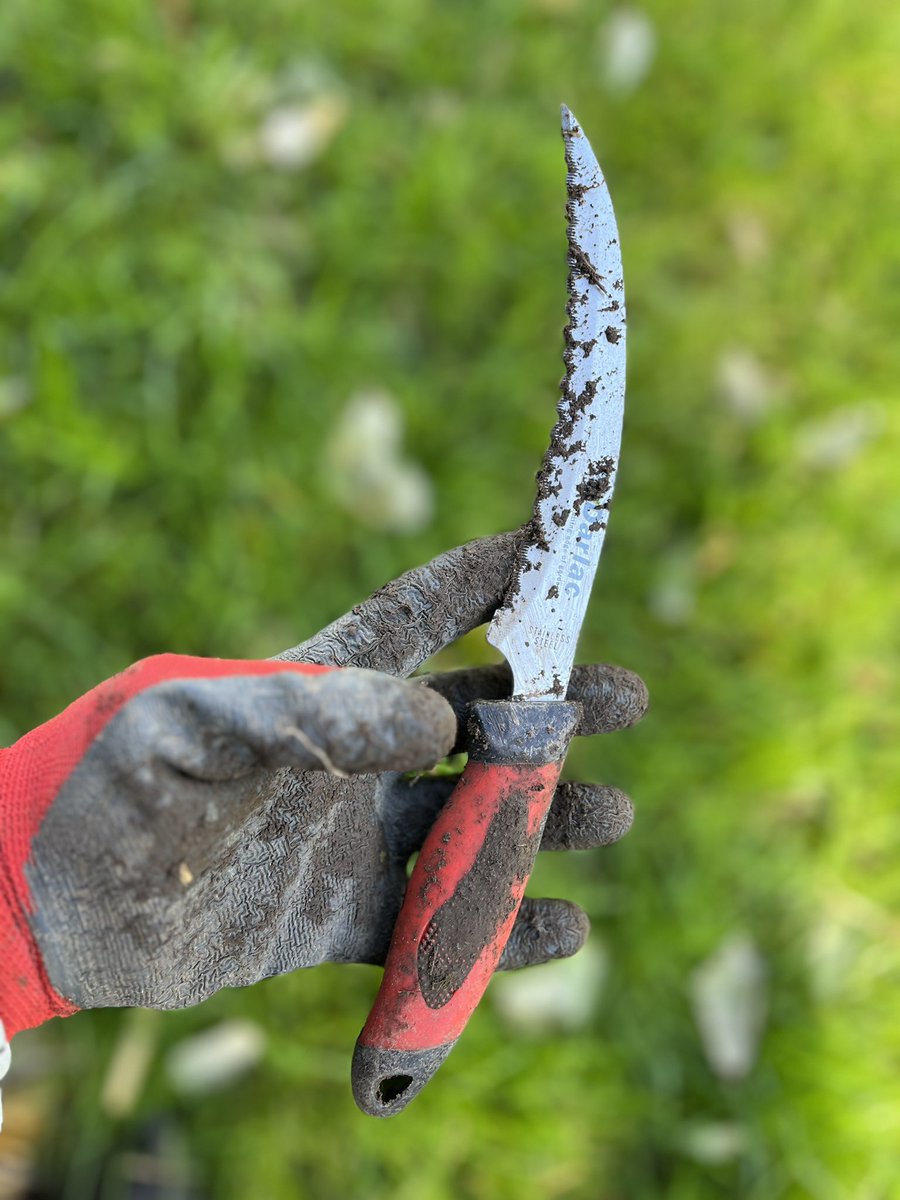 InspiredByKate's tweet photo. New to the arsenal of garden weaponry , an asparagus knife. Works wonders banishing deep rooted weeds like dandelion, creeping buttercup and other foes. 

Mindful though not to despatch these self sown seedlings, lychnis, forget-me-not, poppies and honesty. https://t.co/Ocrh00Fncr